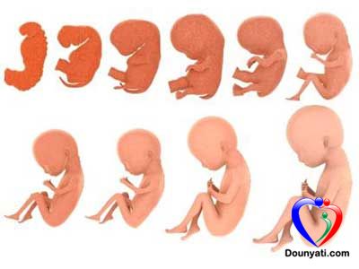 تعرفي على مراحل تكوين الجنين