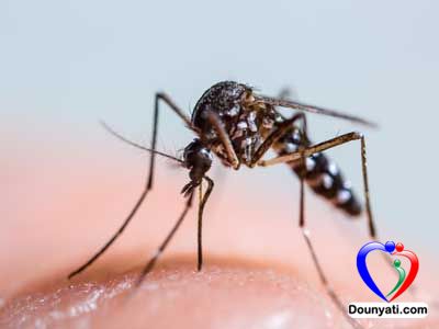 مرض الملاريا و طريق الوقاية منها