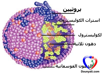 الكوليسترول الجيد المرتفع الكثافة