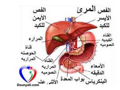   أمراض الكبد